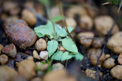 Pterostylis crispula, photographed by Ruth Clark