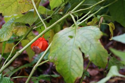 Alkekengi officinarum, photographed by evgeniq_benihanov