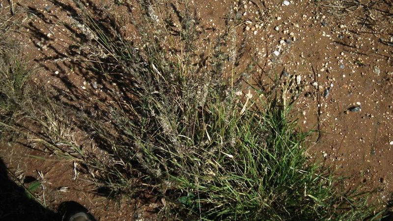Schmidtia pappophoroides, photographed by Shaun Swanepoel