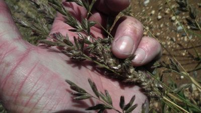 Schmidtia pappophoroides, photographed by Shaun Swanepoel