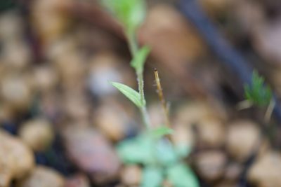 Pterostylis crispula, photographed by Ruth Clark