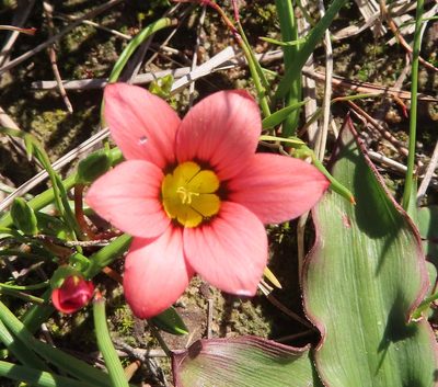 Romulea hirsuta, photographed by linkie