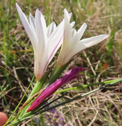 Gladiolus trichonemifolius, photographed by linkie
