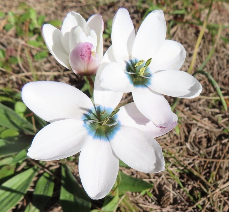 Ixia versicolor, photographed by linkie