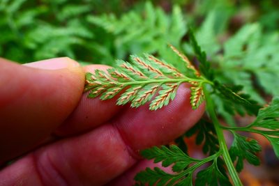 Asplenium onopteris, photographed by Thierry Helminger
