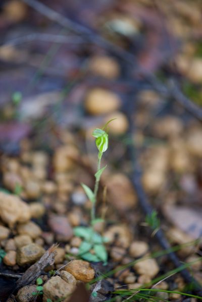 Pterostylis crispula, photographed by Ruth Clark