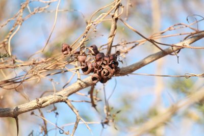 Dichrostachys cinerea, photographed by Noeleen du Toit