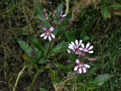 Cuphea fruticosa, photographed by Gustavo Puente
