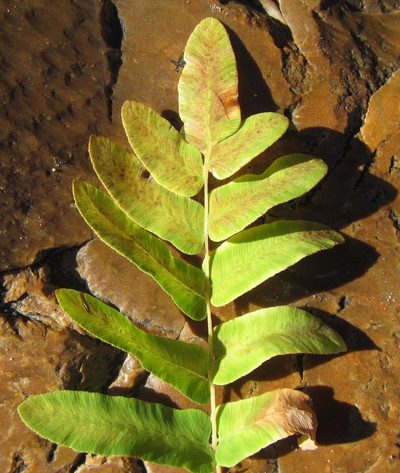Osmunda acuta, photographed by douglaseustonbrown