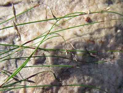 Restio perplexus, photographed by douglaseustonbrown
