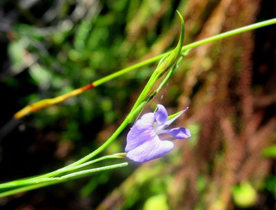 Psoralea trullata, photographed by Di Turner