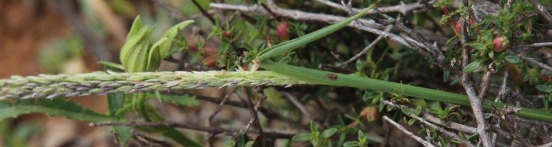 Digitaria argyrograpta, photographed by Tony Rebelo