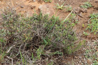 Digitaria argyrograpta, photographed by Tony Rebelo
