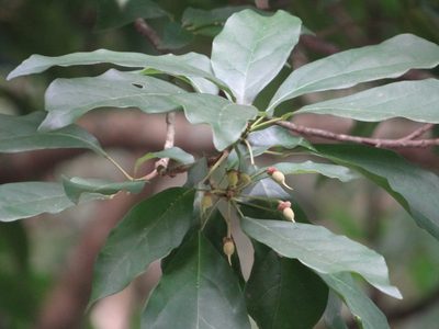 Sloanea dasycarpa, photographed by 呂一起(Lyu yi-chi)