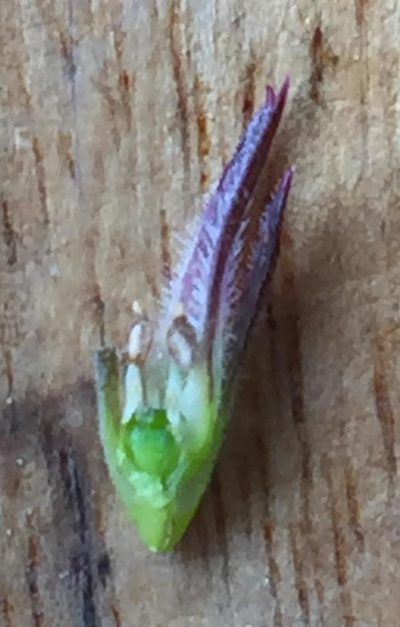 Acmadenia gracilis, photographed by Dave U