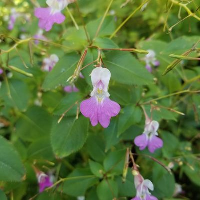 Impatiens balfourii, photographed by Jess Draws