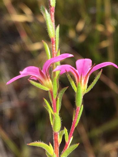 Acmadenia gracilis, photographed by Dave U