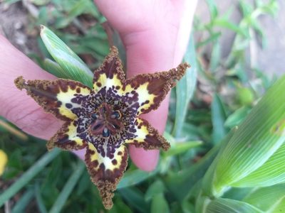 Ferraria crispa, photographed by Tim Kirsten