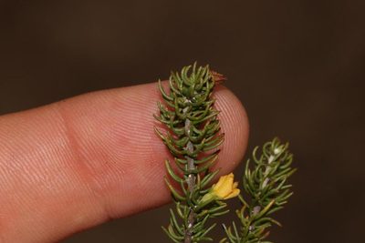 Aspalathus wurmbeana, photographed by Brian du Preez