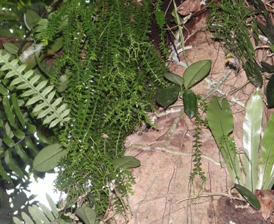 Phlegmariurus phlegmaria, photographed by 呂一起(Lyu yi-chi)