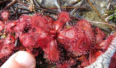Drosera slackii, photographed by Tony Rebelo