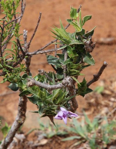 Barleria irritans, photographed by Tony Rebelo