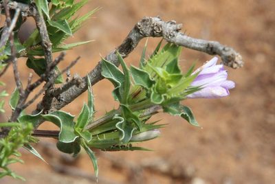 Barleria irritans, photographed by Tony Rebelo