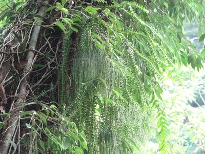 Phlegmariurus phlegmaria, photographed by 呂一起(Lyu yi-chi)