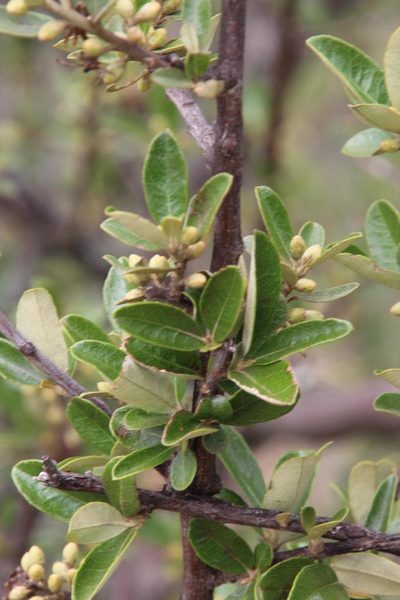 Brachylaena ilicifolia, photographed by Tony Rebelo