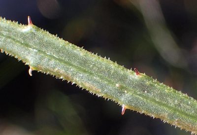 Osteospermum asperulum, photographed by Nicola van Berkel