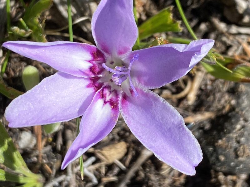Babiana ambigua, photographed by Dave U
