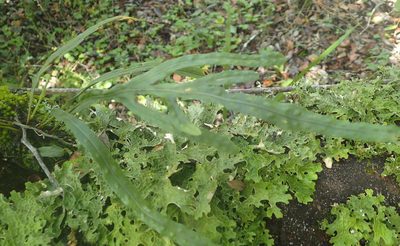Polypodium ensiforme, photographed by Nicola van Berkel