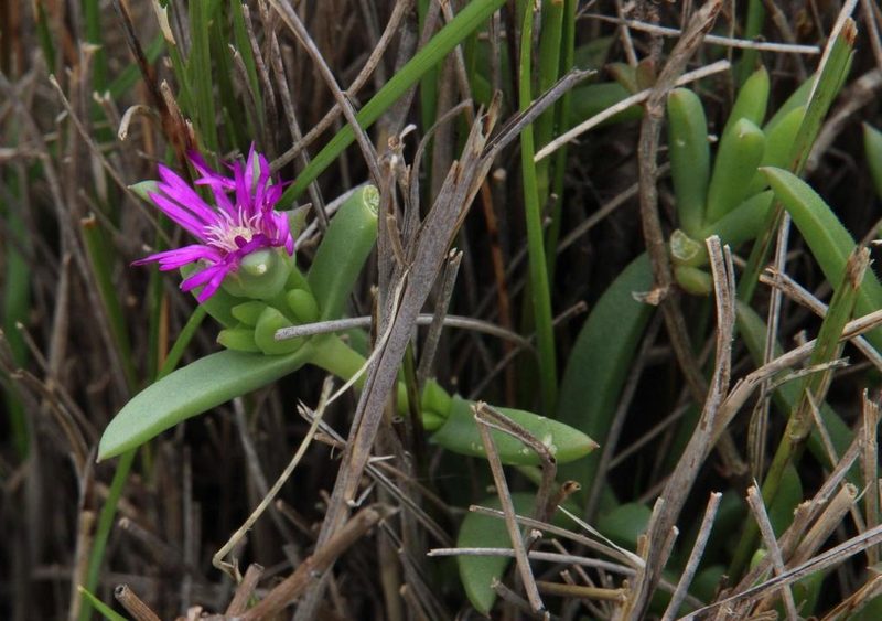Delosperma cloeteae, photographed by Tony Rebelo