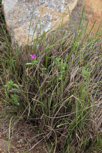 Delosperma cloeteae, photographed by Tony Rebelo