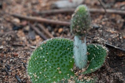Holothrix cernua, photographed by magriet b