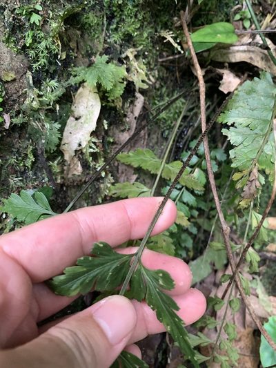 Asplenium cuneatiforme, photographed by 呂一起(Lyu yi-chi)