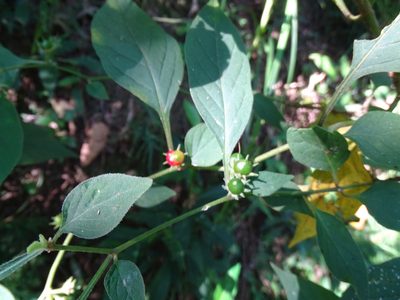 Lycianthes biflora, photographed by 雲一百香果