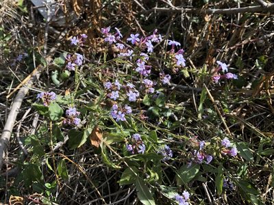 Plumbago europaea, photographed by Pavel Kacl