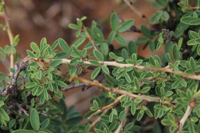 Indigofera denudata, photographed by Tony Rebelo