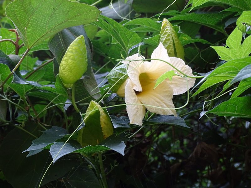 Momordica cochinchinensis, photographed by 雲一百香果