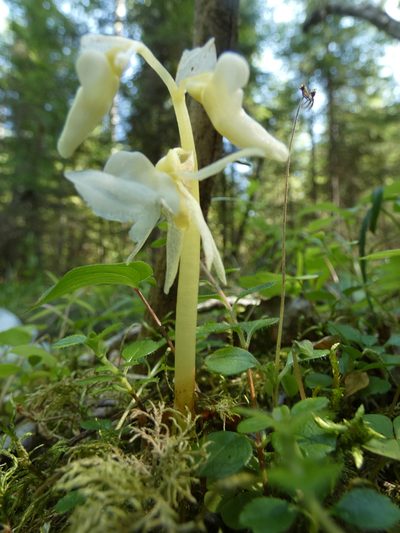 Epipogium aphyllum, photographed by Nadezhda Kiseleva
