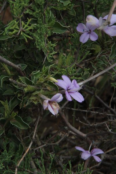 Barleria irritans, photographed by Tony Rebelo