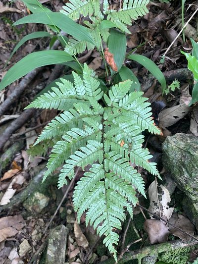 Dryopteris sordidipes, photographed by 呂一起(Lyu yi-chi)
