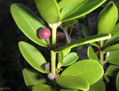 Cassine parvifolia, photographed by douglaseustonbrown