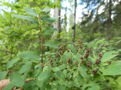 Spiraea media, photographed by Nadezhda Kiseleva