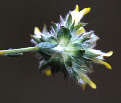 Aspalathus tridentata, photographed by Tony Rebelo