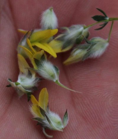 Aspalathus tridentata, photographed by Tony Rebelo