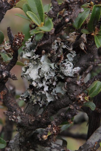 Brachylaena ilicifolia, photographed by Tony Rebelo
