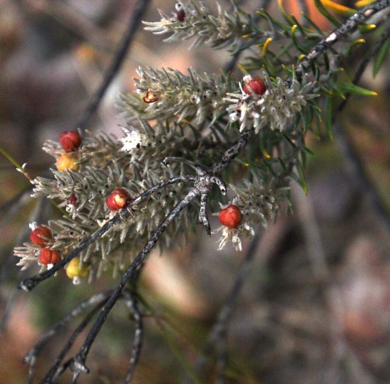 Phylica recurvifolia, photographed by Tony Rebelo