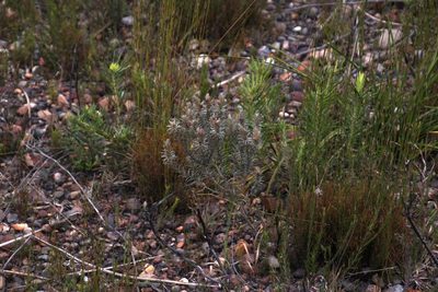 Phylica recurvifolia, photographed by Tony Rebelo
